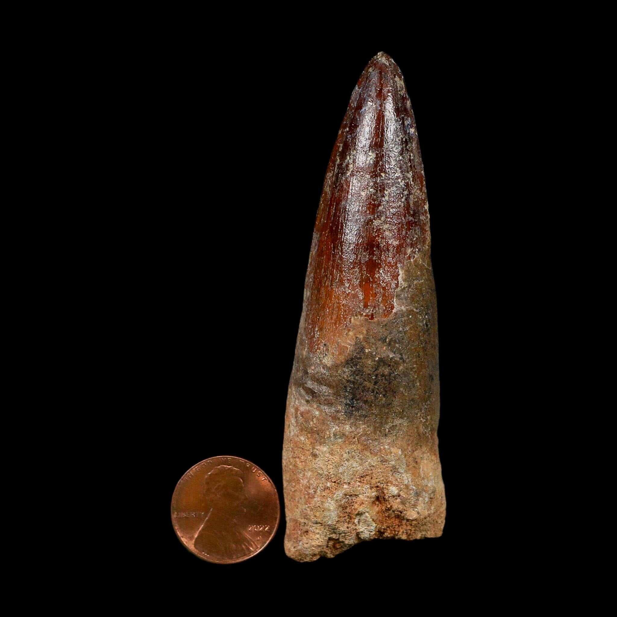 XL 3.5" Spinosaurus Fossil Tooth 100 Million Years Old Cretaceous Dinosaur COA