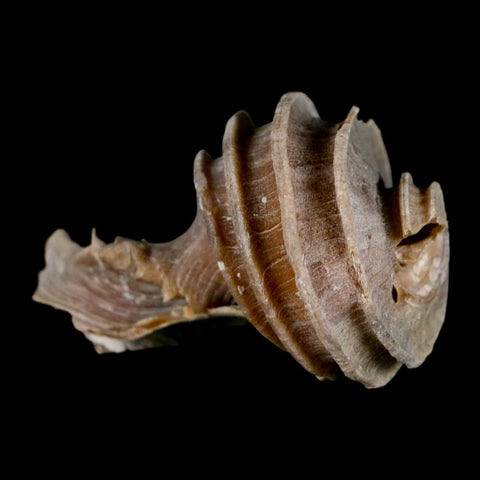 2" Ecphora Gardnerae Gastropod Fossil Shell Lee Creek Miocene Epoch North Carolina - Fossil Age Minerals