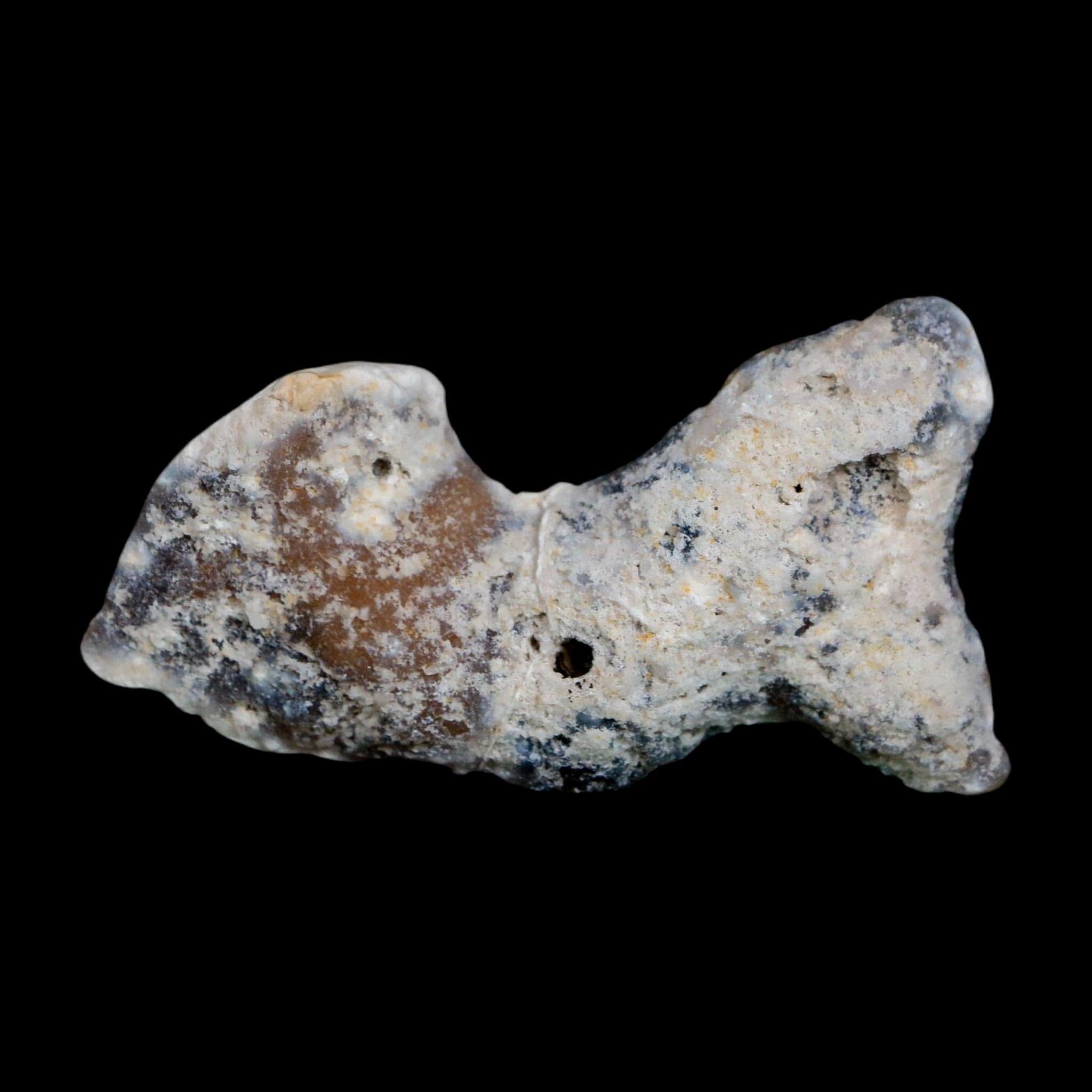 2.8" Agatized Coral Fossil Slab Oligocene and Miocene Epochs Tampa Bay Florida - Fossil Age Minerals