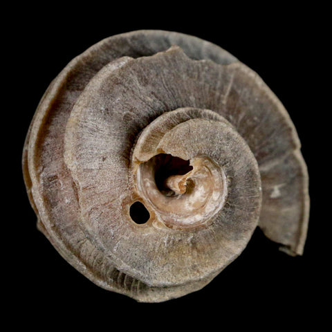 2" Ecphora Gardnerae Gastropod Fossil Shell Lee Creek Miocene Epoch North Carolina - Fossil Age Minerals