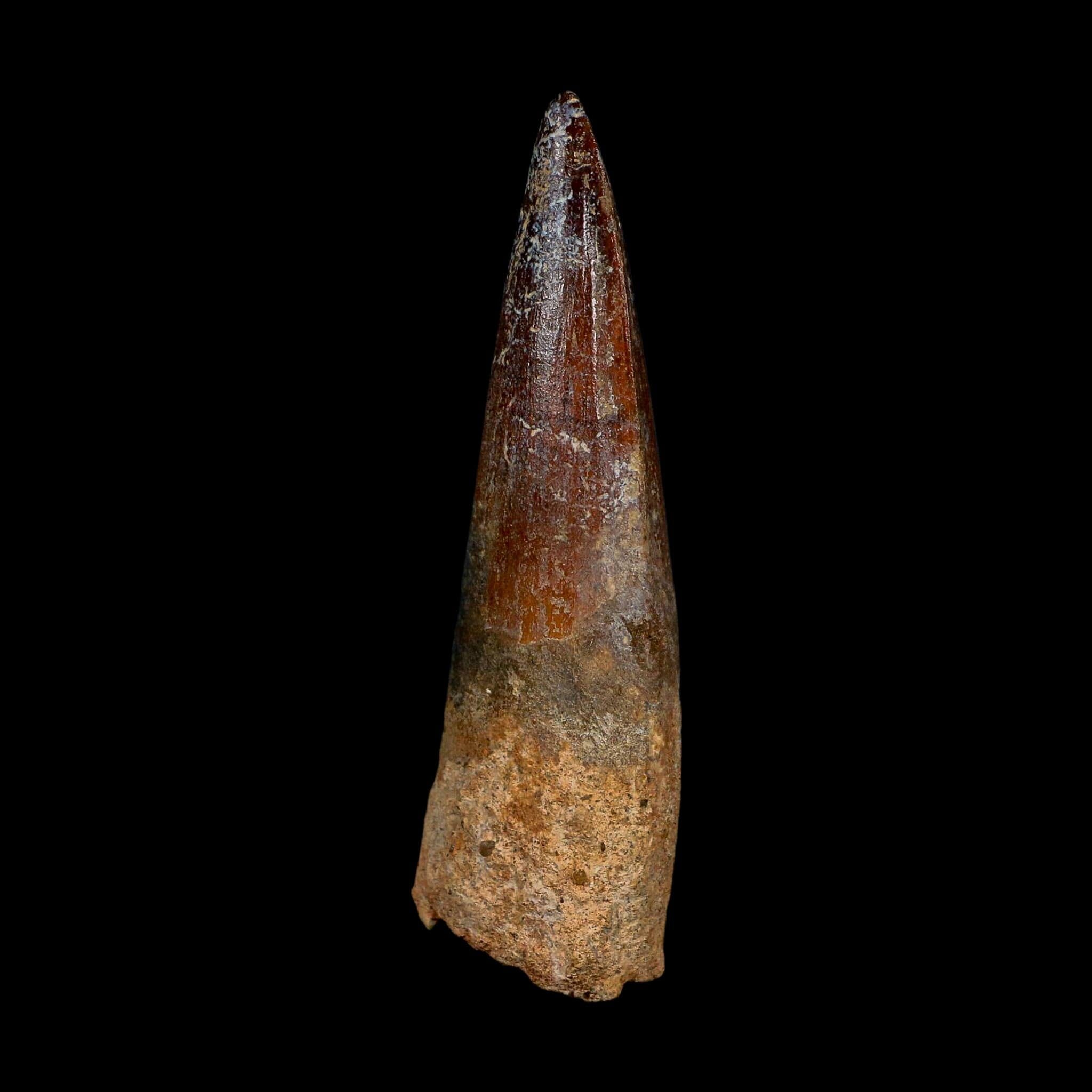 XL 3.5" Spinosaurus Fossil Tooth 100 Million Years Old Cretaceous Dinosaur COA