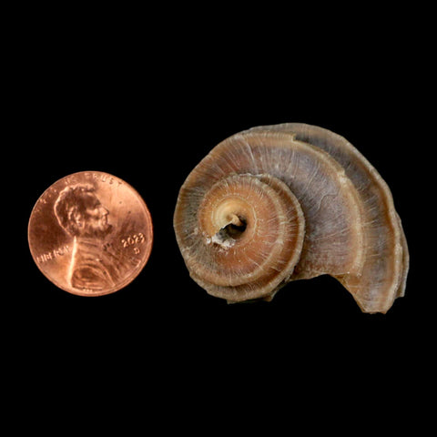 1.3" Ecphora Gardnerae Gastropod Fossil Shell Lee Creek Miocene Epoch North Carolina - Fossil Age Minerals