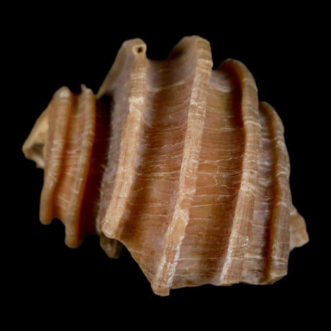 1.3" Ecphora Gardnerae Gastropod Fossil Shell Lee Creek Miocene Epoch North Carolina - Fossil Age Minerals