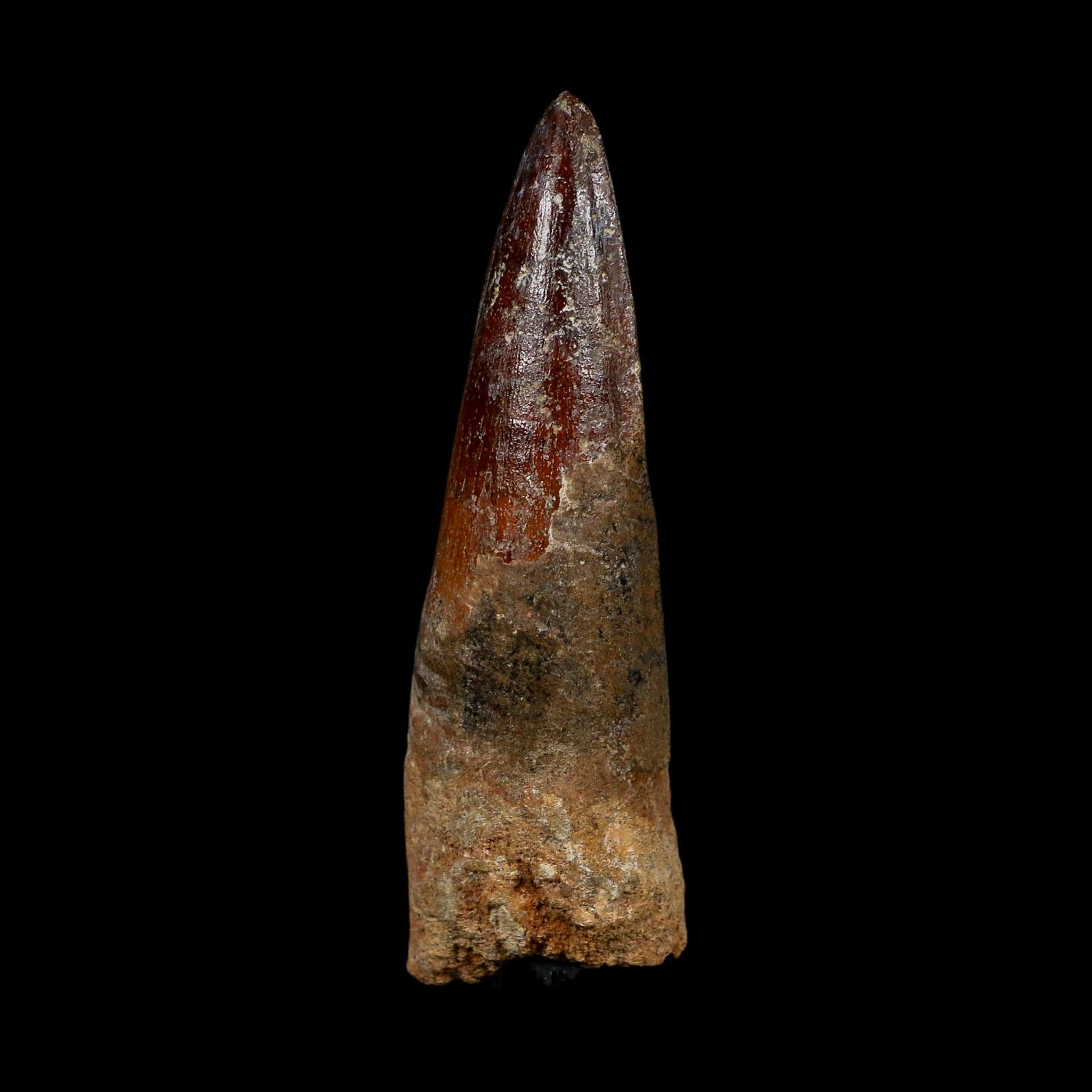 XL 3.5" Spinosaurus Fossil Tooth 100 Million Years Old Cretaceous Dinosaur COA