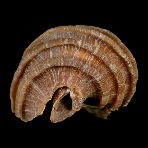 1.3" Ecphora Gardnerae Gastropod Fossil Shell Lee Creek Miocene Epoch North Carolina - Fossil Age Minerals
