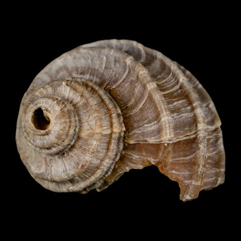 1.5" Ecphora Gardnerae Gastropod Fossil Shell Lee Creek Miocene Epoch North Carolina - Fossil Age Minerals