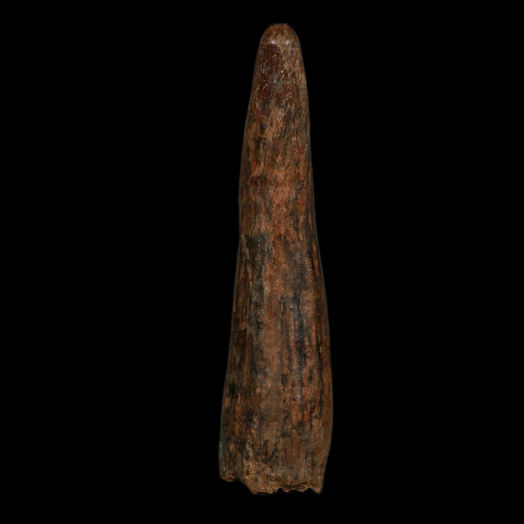 XL 4" Spinosaurus Fossil Tooth 100 Million Years Old Cretaceous Dinosaur COA