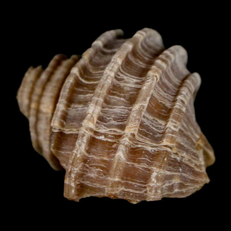 1.5" Ecphora Gardnerae Gastropod Fossil Shell Lee Creek Miocene Epoch North Carolina