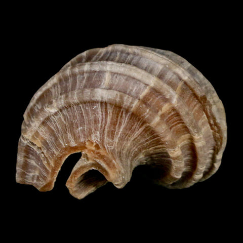 1.5" Ecphora Gardnerae Gastropod Fossil Shell Lee Creek Miocene Epoch North Carolina - Fossil Age Minerals