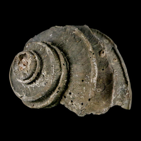 1.9" Ecphora Gardnerae Gastropod Fossil Shell Lee Creek Miocene Epoch North Carolina - Fossil Age Minerals
