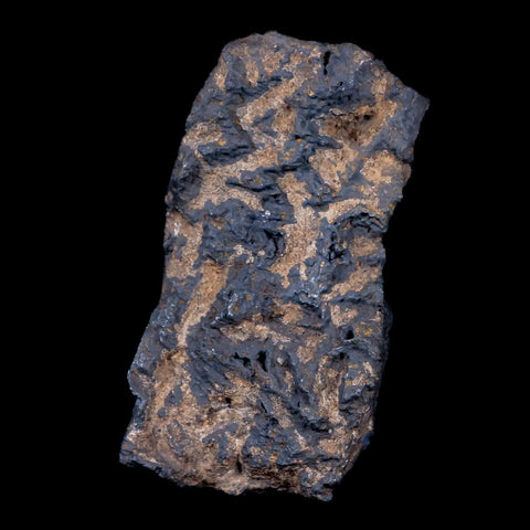 2.6" Hematite Botryoidal Kidney Ore Rock Mineral Specimen Irhoud Mine, Morocco - Fossil Age Minerals