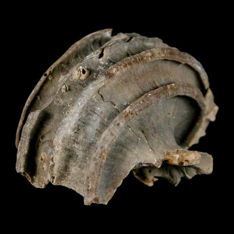 1.9" Ecphora Gardnerae Gastropod Fossil Shell Lee Creek Miocene Epoch North Carolina - Fossil Age Minerals