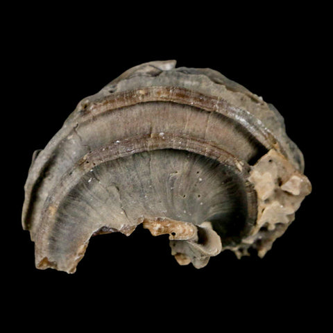 1.9" Ecphora Gardnerae Gastropod Fossil Shell Lee Creek Miocene Epoch North Carolina - Fossil Age Minerals