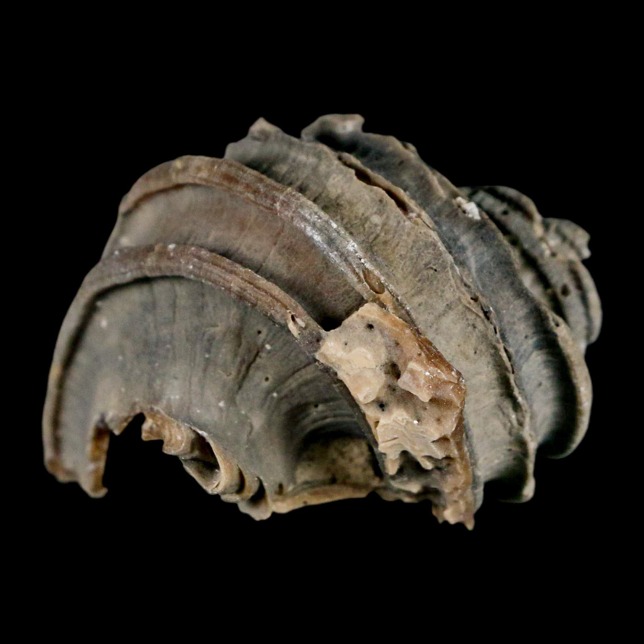 1.9" Ecphora Gardnerae Gastropod Fossil Shell Lee Creek Miocene Epoch North Carolina - Fossil Age Minerals