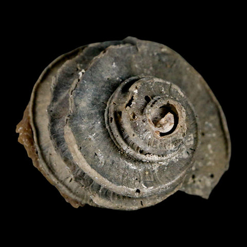 1.9" Ecphora Gardnerae Gastropod Fossil Shell Lee Creek Miocene Epoch North Carolina - Fossil Age Minerals