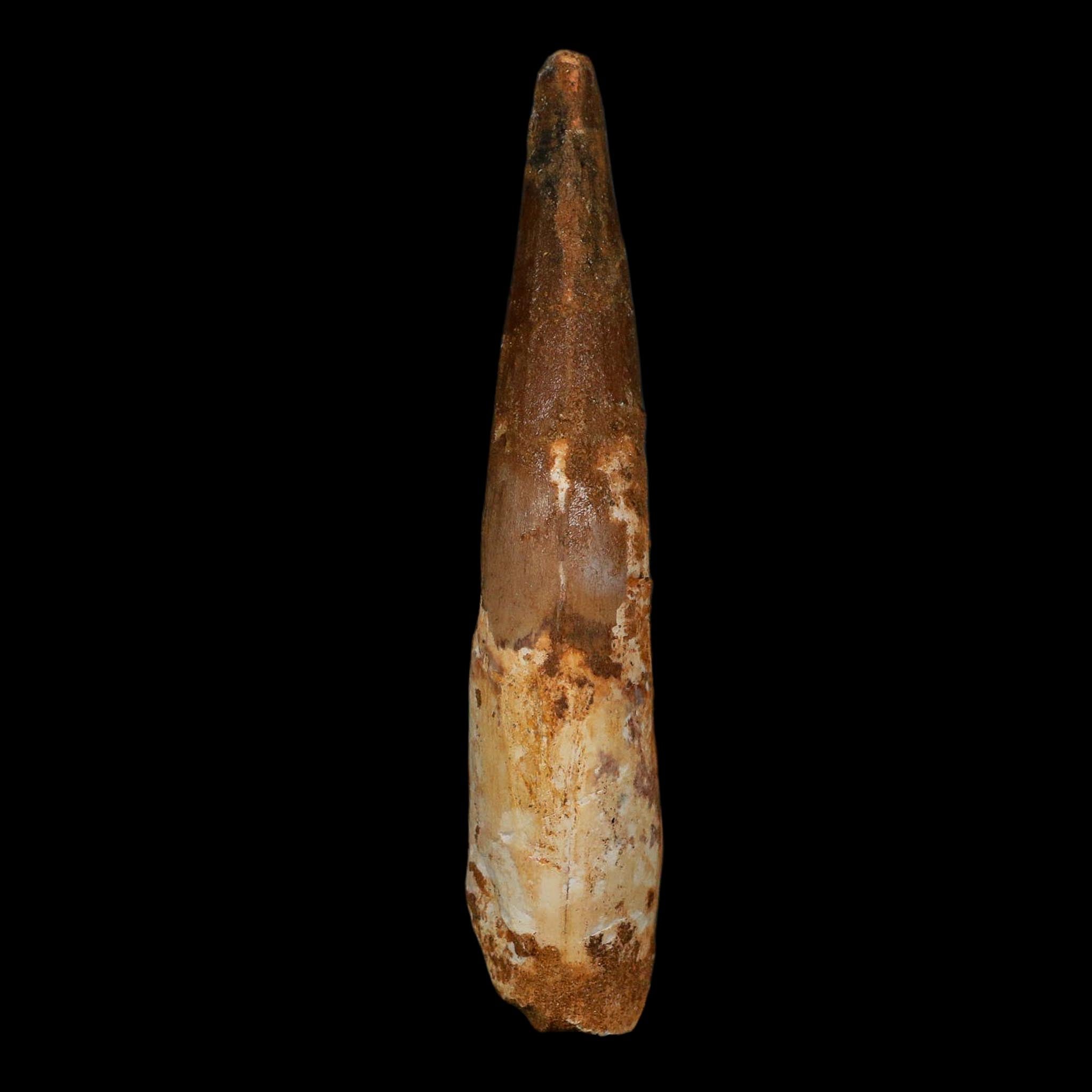 XL 4" Spinosaurus Fossil Tooth 100 Million Years Old Cretaceous Dinosaur COA