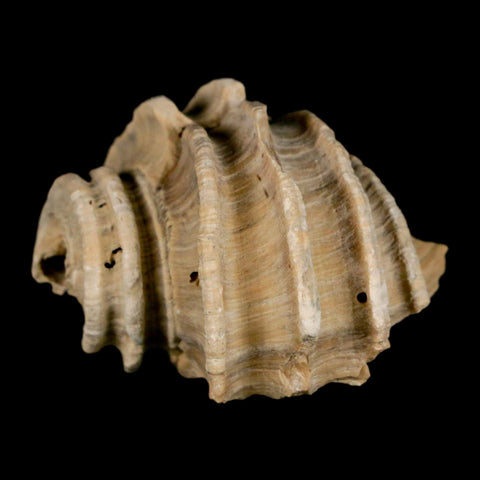 1.6" Ecphora Gardnerae Gastropod Fossil Shell Lee Creek Miocene Epoch North Carolina - Fossil Age Minerals