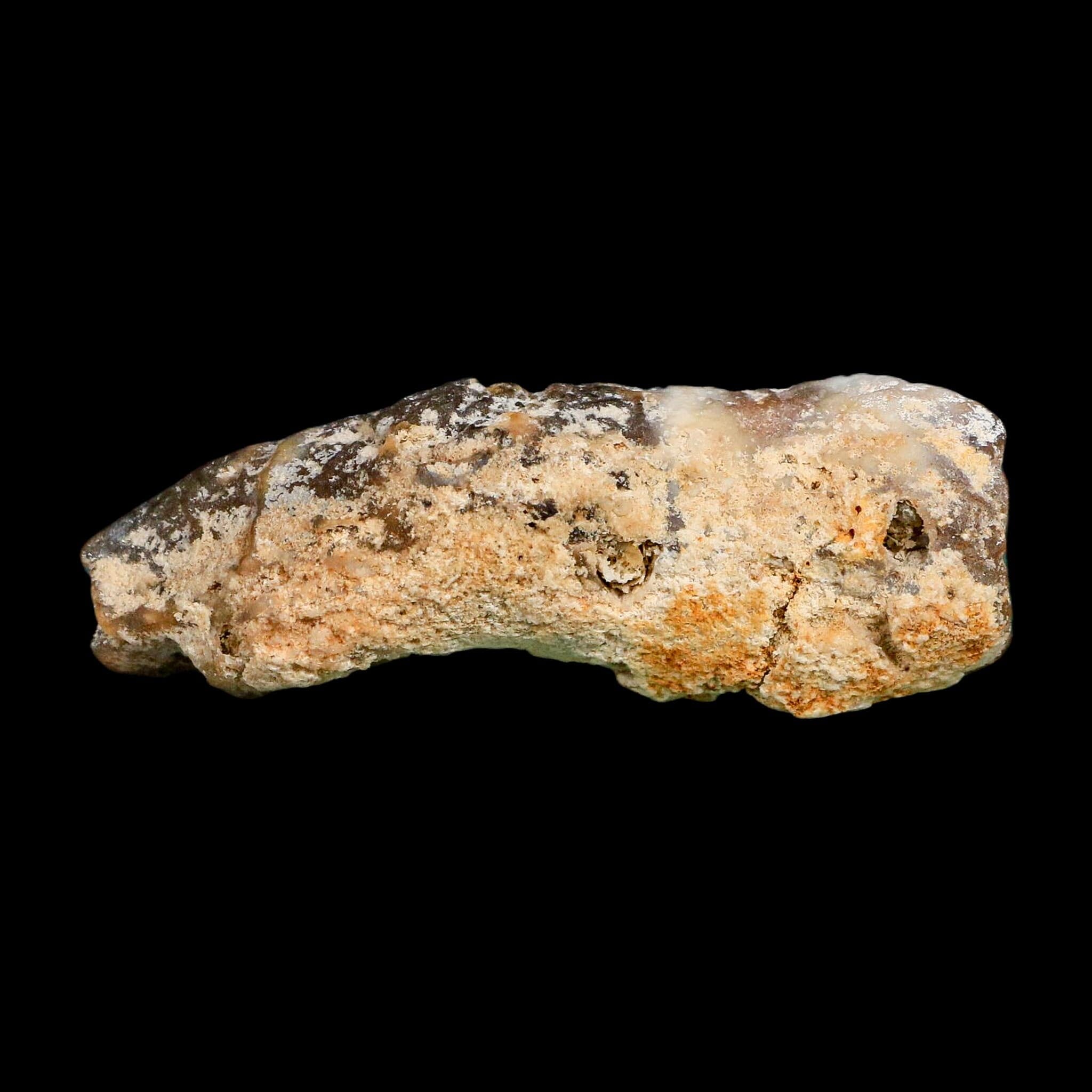 2.9" Agatized Coral Slabs Fossil Oligocene and Miocene Epochs Tampa Bay Florida - Fossil Age Minerals