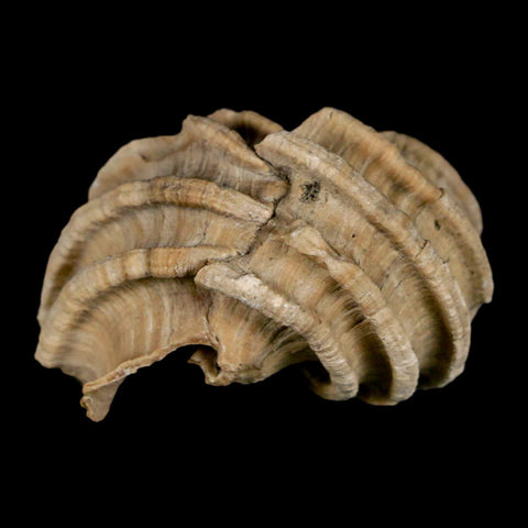 1.6" Ecphora Gardnerae Gastropod Fossil Shell Lee Creek Miocene Epoch North Carolina - Fossil Age Minerals