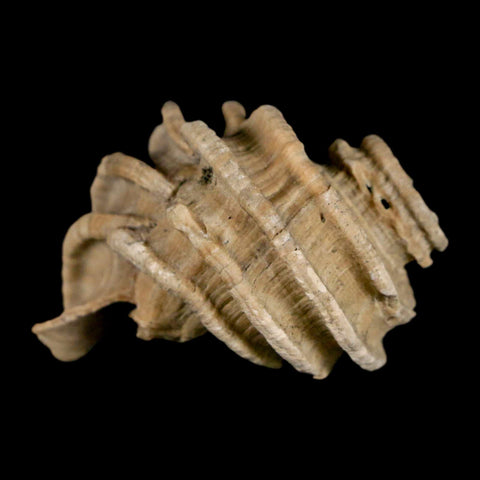 1.6" Ecphora Gardnerae Gastropod Fossil Shell Lee Creek Miocene Epoch North Carolina - Fossil Age Minerals