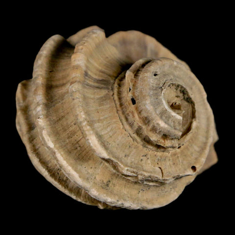 1.6" Ecphora Gardnerae Gastropod Fossil Shell Lee Creek Miocene Epoch North Carolina - Fossil Age Minerals