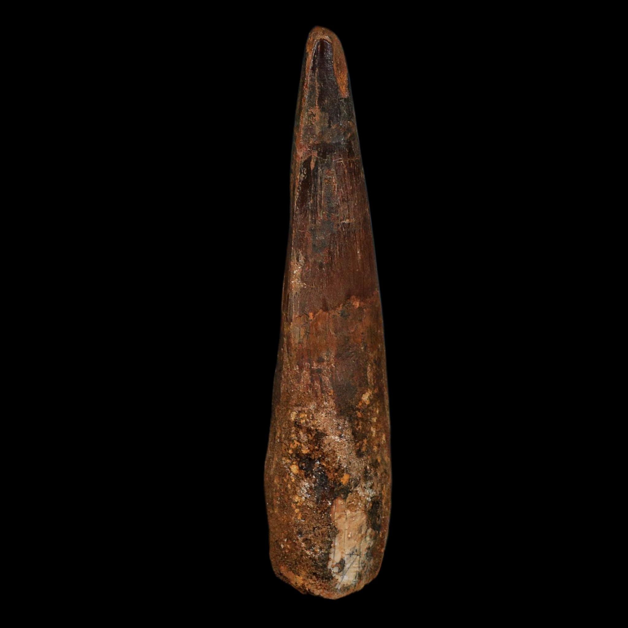 XL 3.8" Spinosaurus Fossil Tooth 100 Million Years Old Cretaceous Dinosaur COA