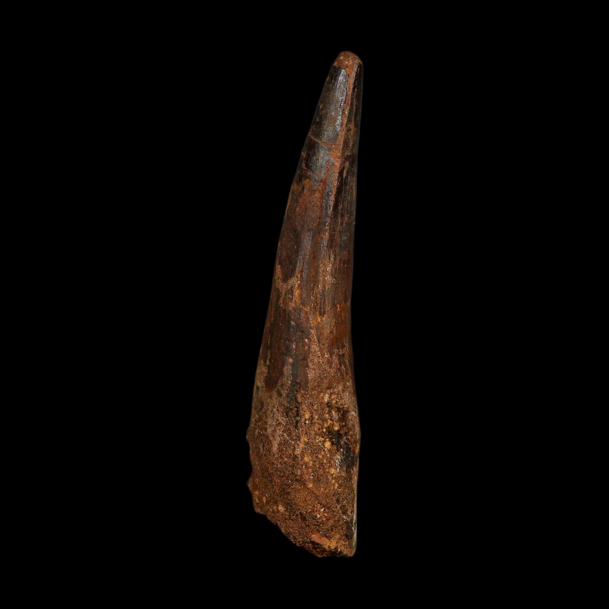 XL 3.8" Spinosaurus Fossil Tooth 100 Million Years Old Cretaceous Dinosaur COA
