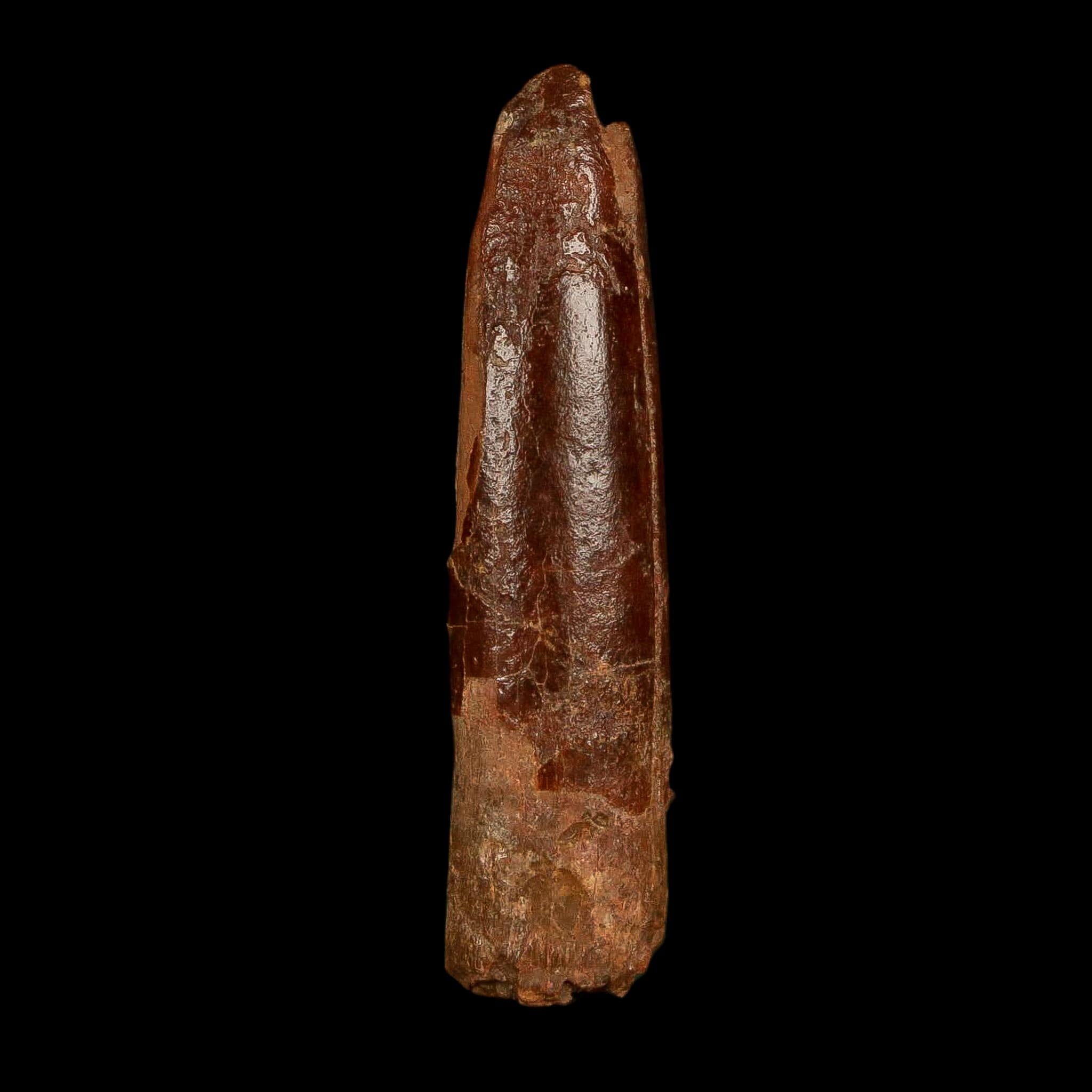 1.8" Rebbachisaurus Sauropod Fossil Tooth Early Cretaceous Dinosaur COA, Stand - Fossil Age Minerals