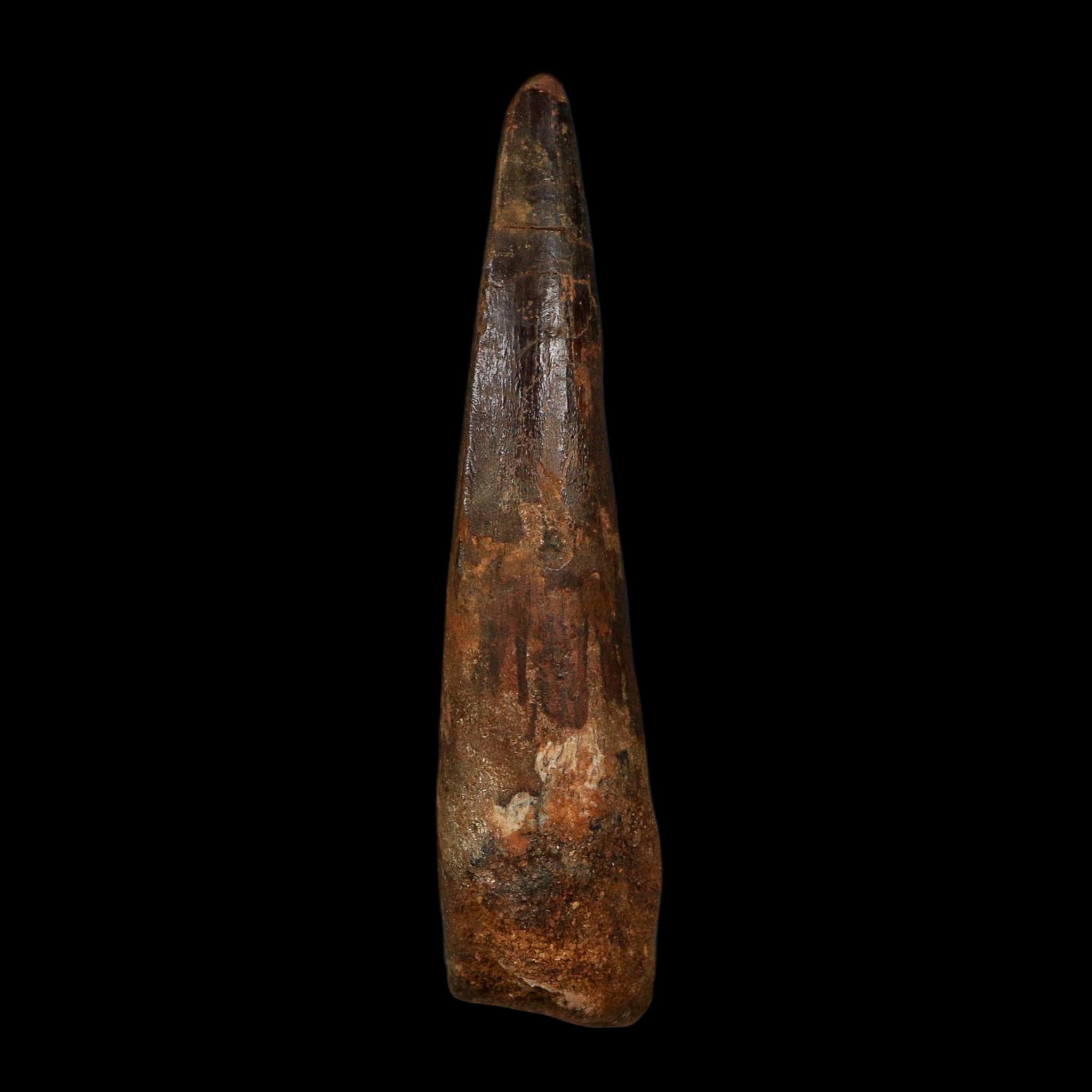 XL 3.8" Spinosaurus Fossil Tooth 100 Million Years Old Cretaceous Dinosaur COA