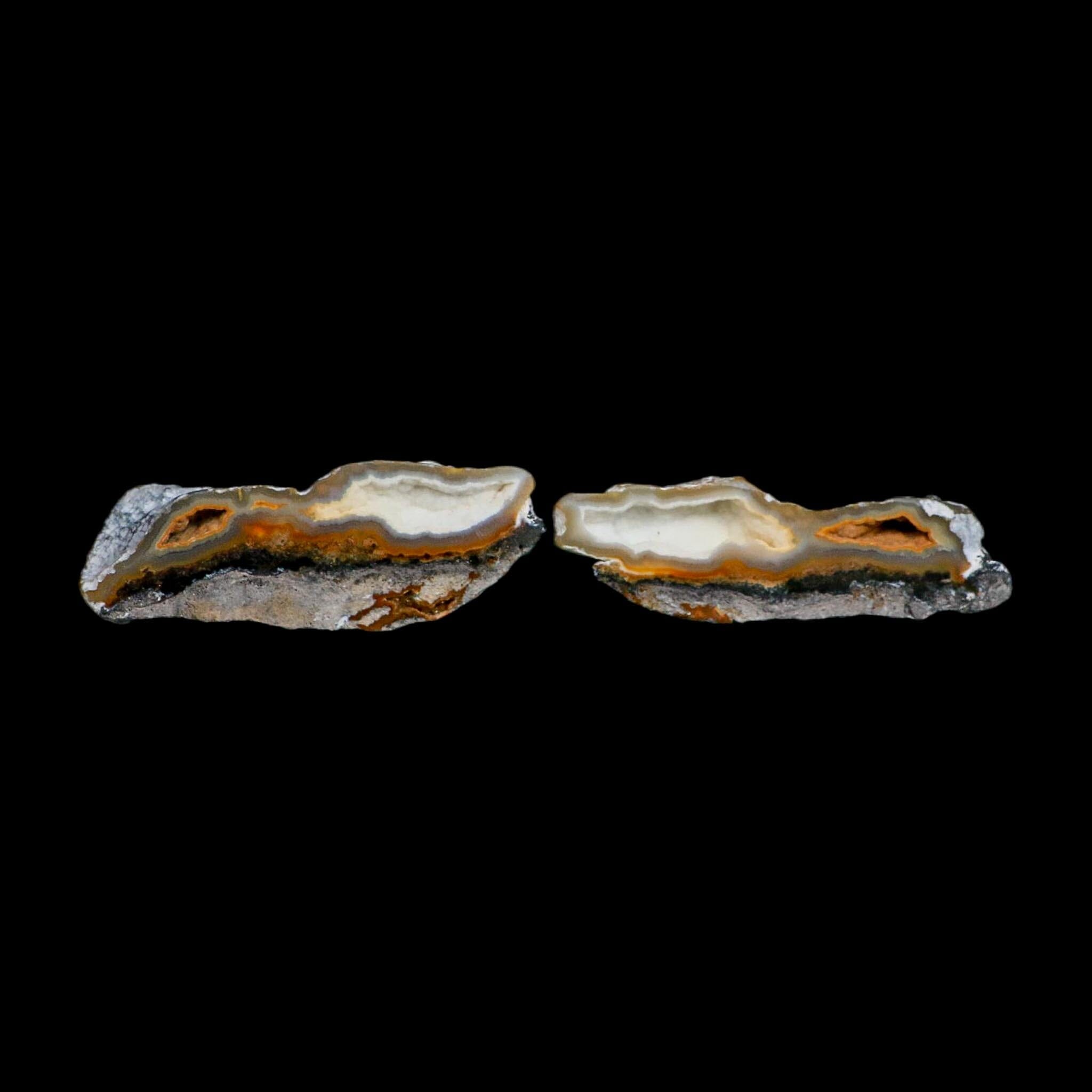 2.6" Agatized Coral Slabs Fossil Oligocene and Miocene Epochs Suwannee River Florida - Fossil Age Minerals