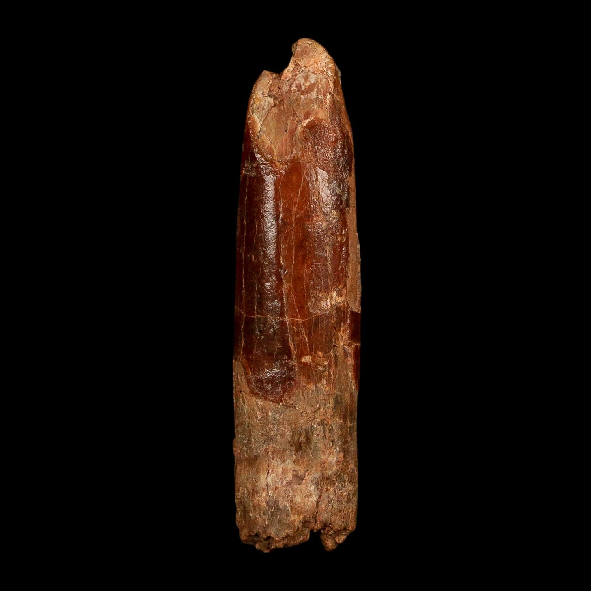 1.8" Rebbachisaurus Sauropod Fossil Tooth Early Cretaceous Dinosaur COA, Stand - Fossil Age Minerals
