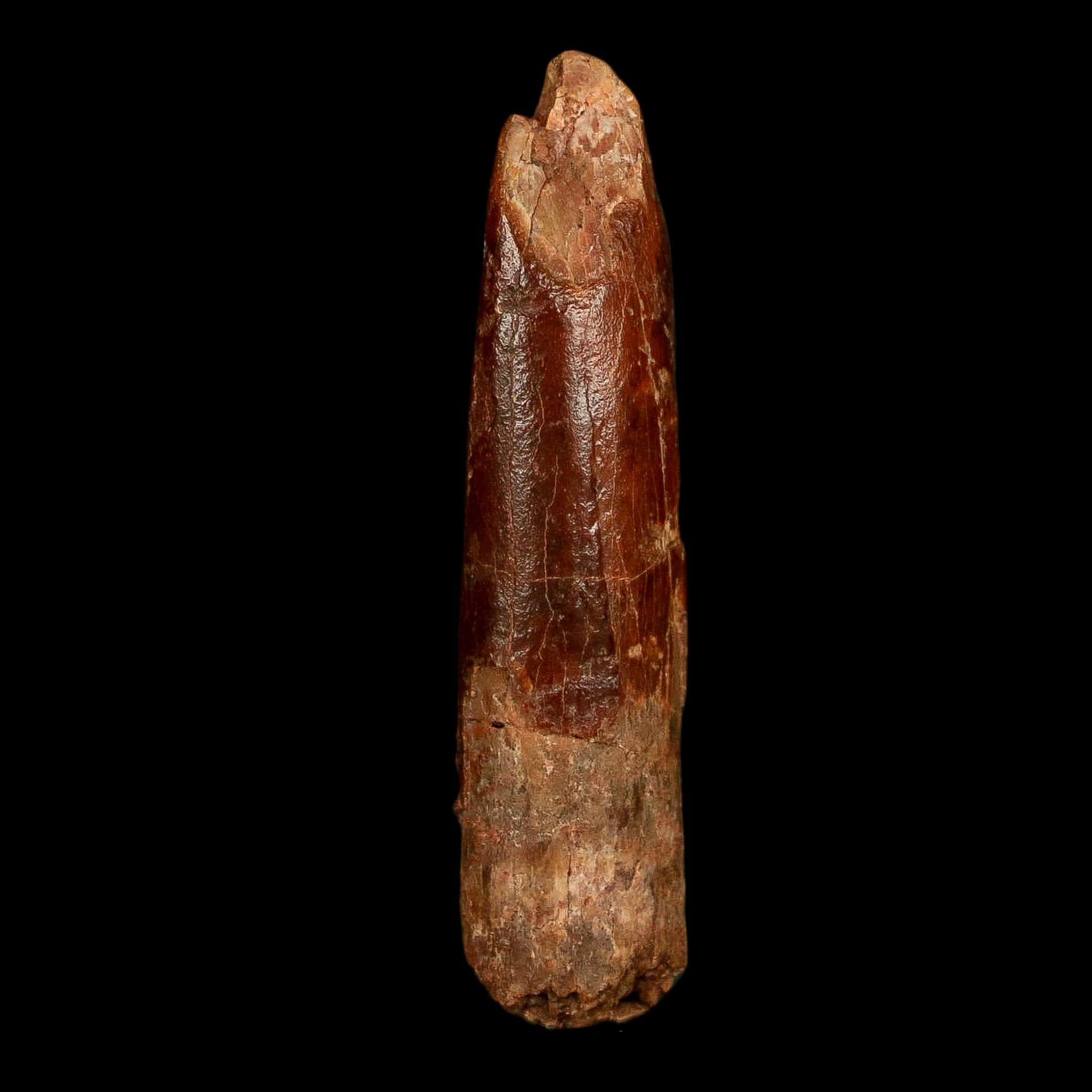 1.8" Rebbachisaurus Sauropod Fossil Tooth Early Cretaceous Dinosaur COA, Stand - Fossil Age Minerals