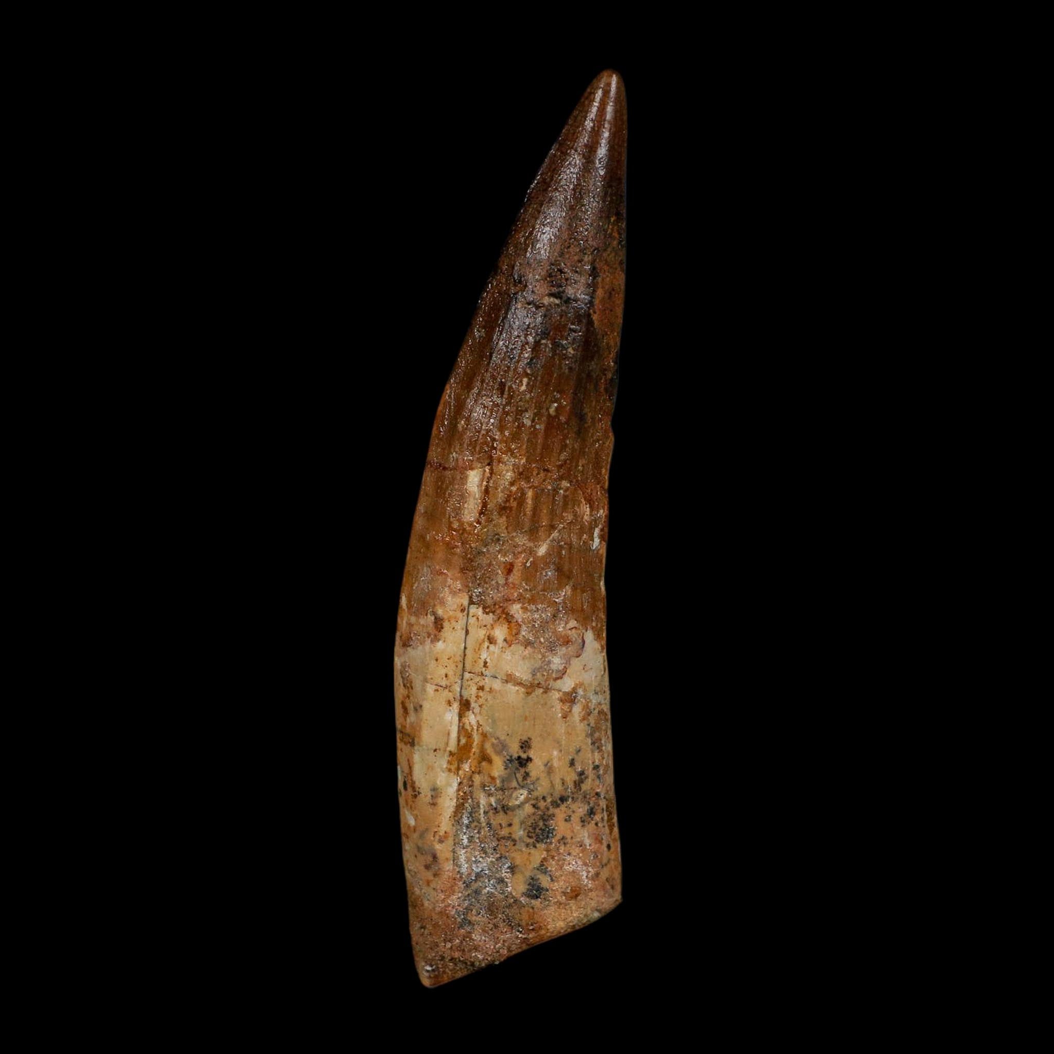 XL 4.1" Spinosaurus Fossil Tooth 100 Million Years Old Cretaceous Dinosaur COA