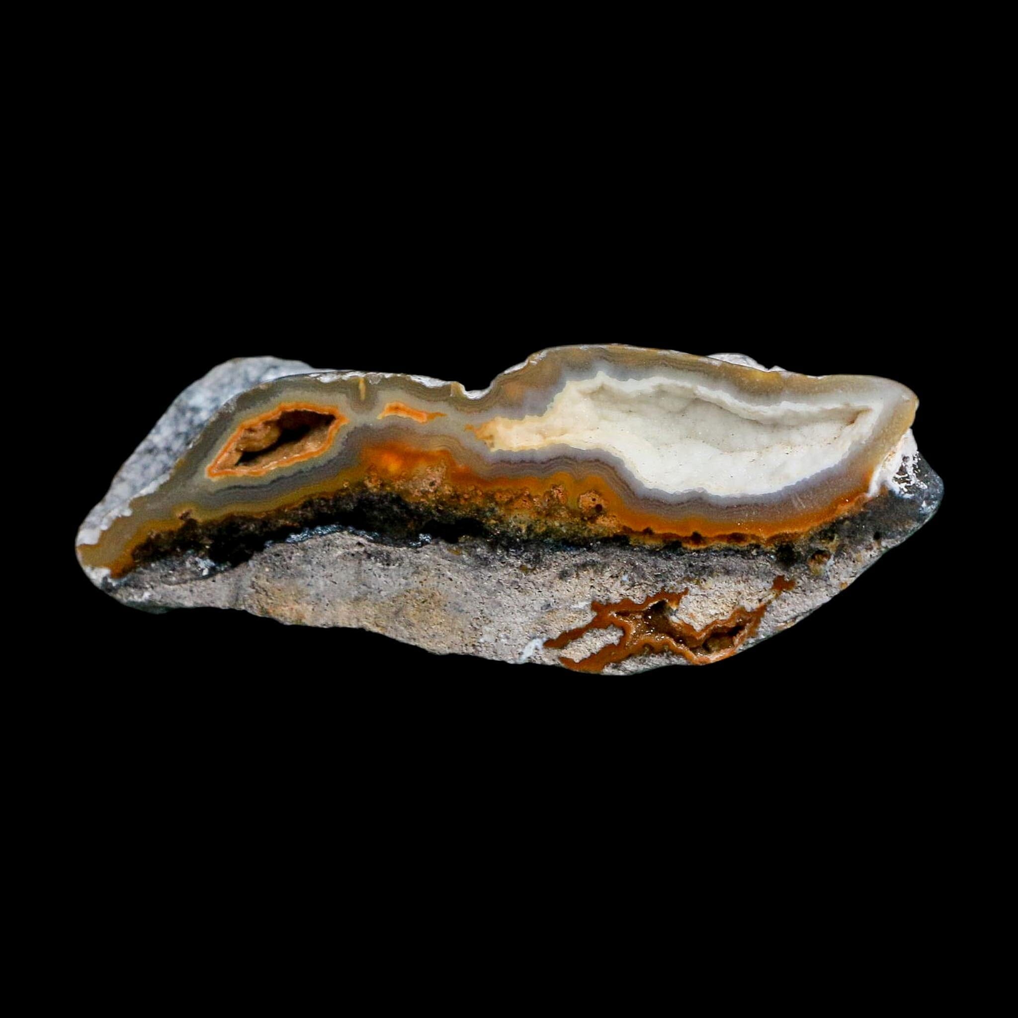 2.6" Agatized Coral Slabs Fossil Oligocene and Miocene Epochs Suwannee River Florida - Fossil Age Minerals