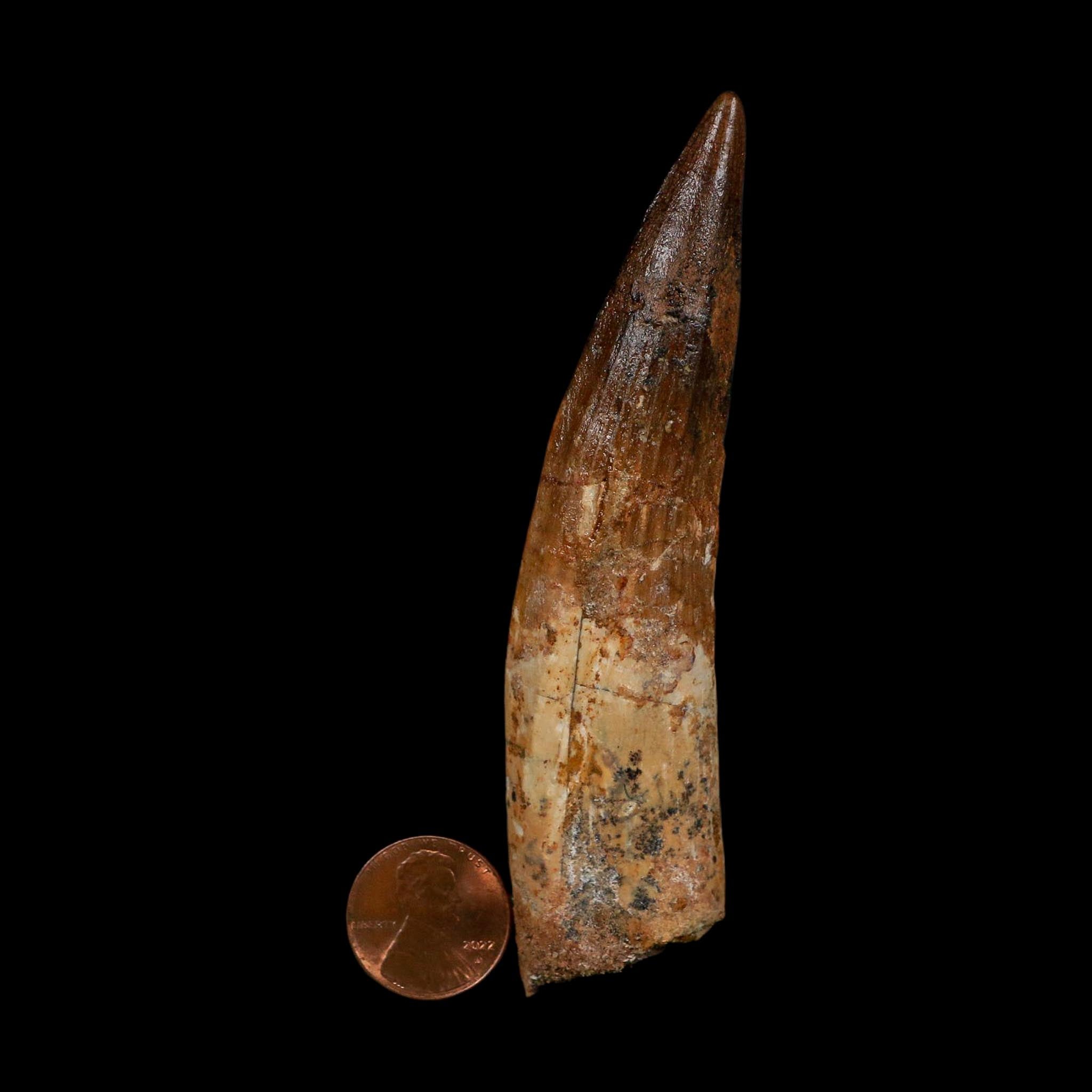 XL 4.1" Spinosaurus Fossil Tooth 100 Million Years Old Cretaceous Dinosaur COA