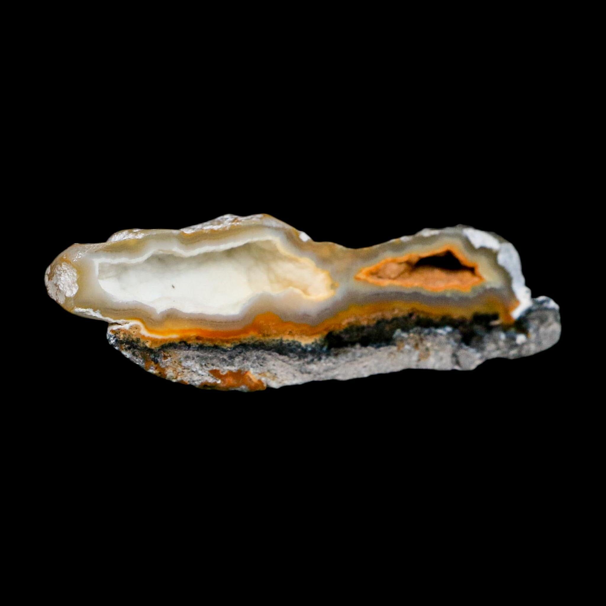 2.6" Agatized Coral Slabs Fossil Oligocene and Miocene Epochs Suwannee River Florida - Fossil Age Minerals