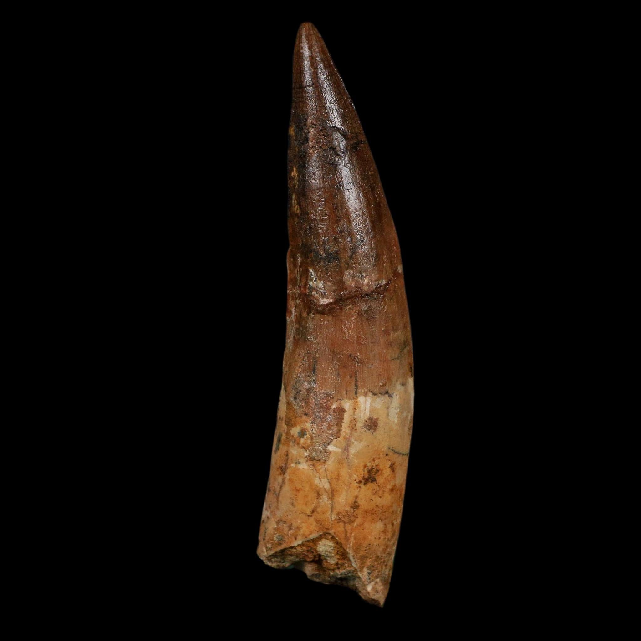 XL 4.1" Spinosaurus Fossil Tooth 100 Million Years Old Cretaceous Dinosaur COA