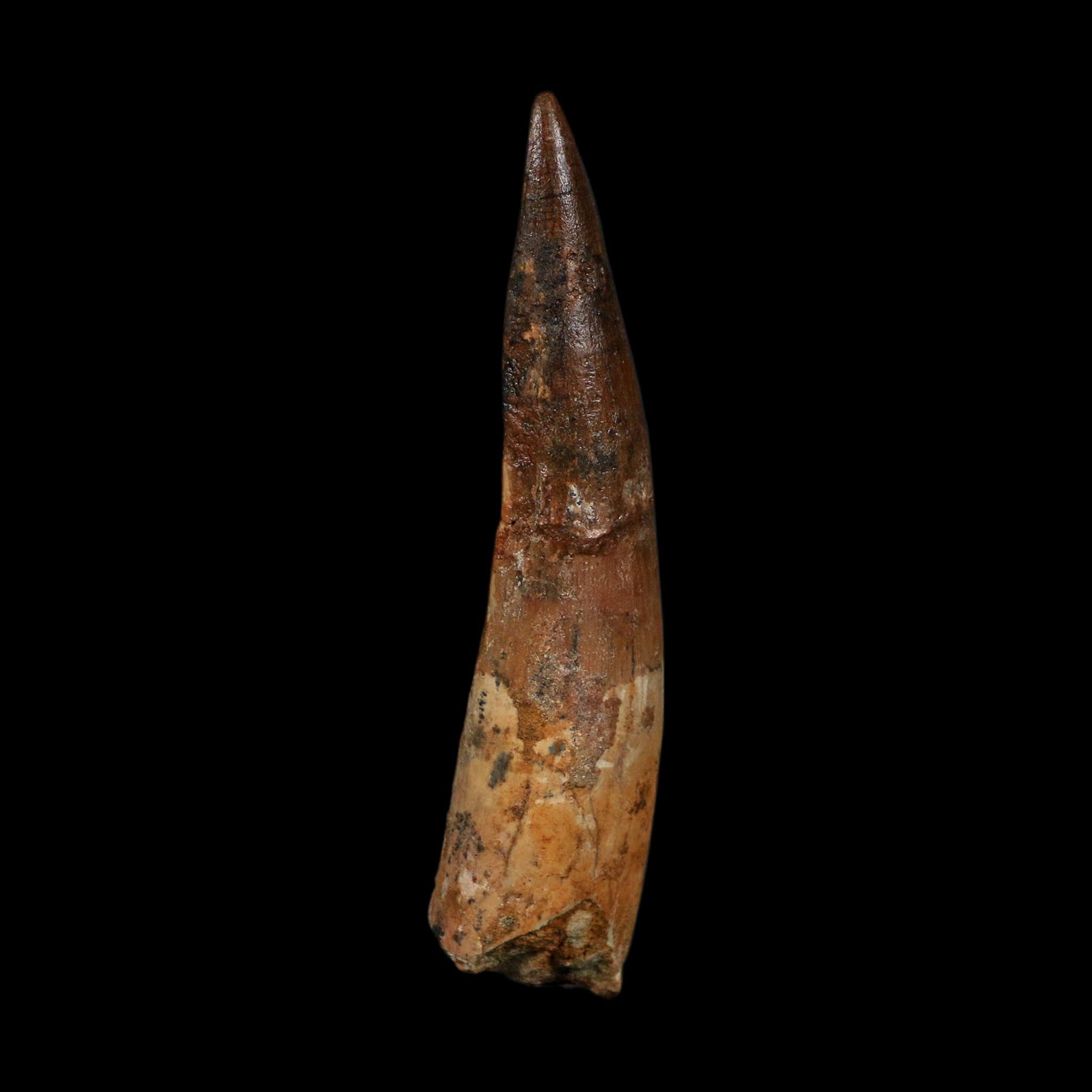 XL 4.1" Spinosaurus Fossil Tooth 100 Million Years Old Cretaceous Dinosaur COA