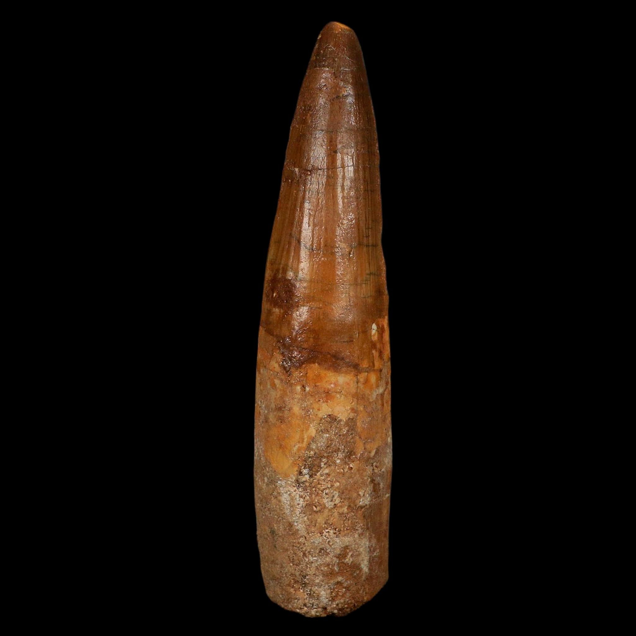 XL 3.8" Spinosaurus Fossil Tooth 100 Million Years Old Cretaceous Dinosaur COA