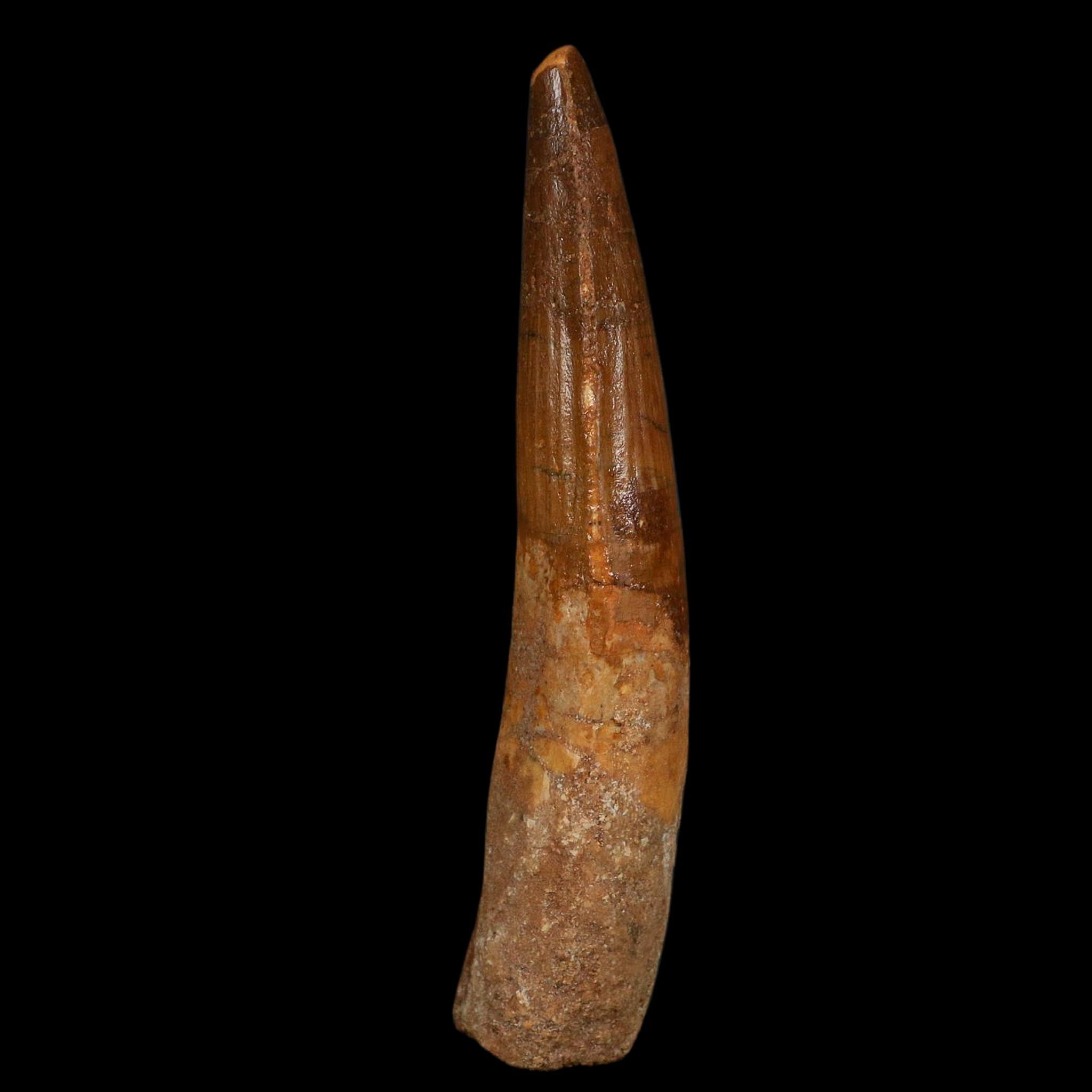 XL 3.8" Spinosaurus Fossil Tooth 100 Million Years Old Cretaceous Dinosaur COA