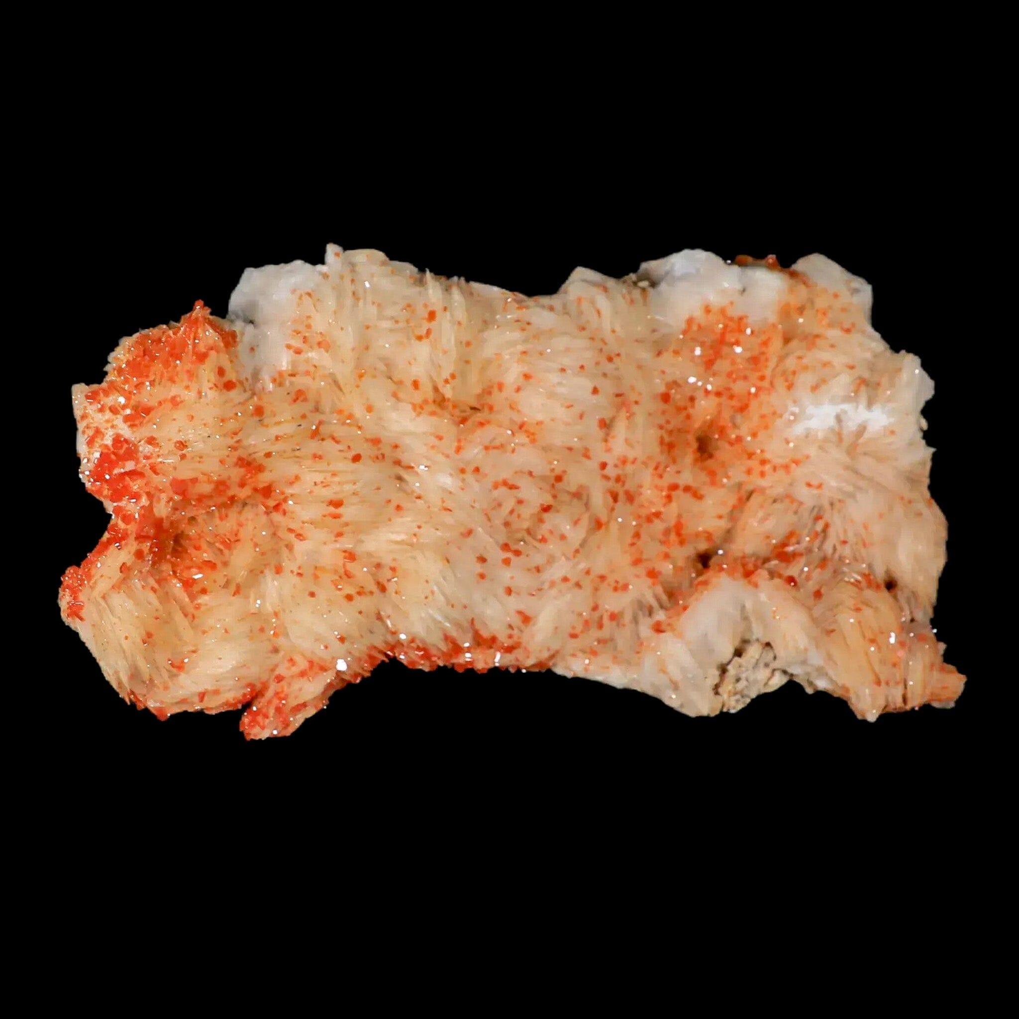 5.9" Sparkly Orange Vanadinite Crystals White Barite Blades Mineral Mabladen Morocco - Fossil Age Minerals