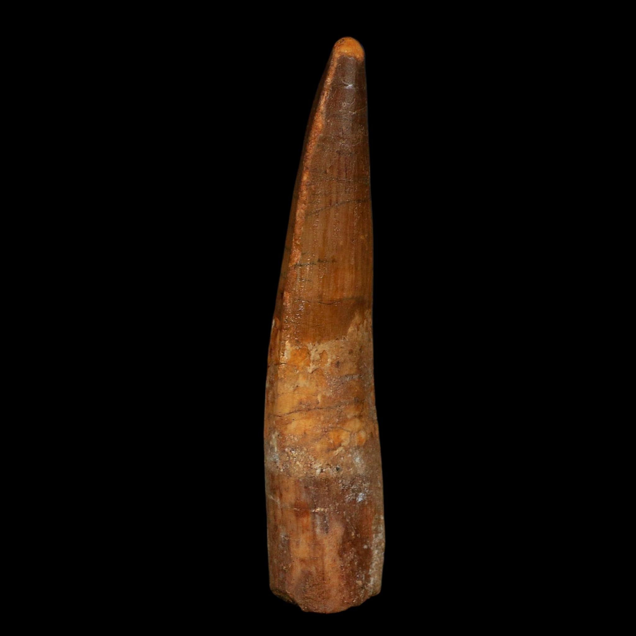 XL 3.8" Spinosaurus Fossil Tooth 100 Million Years Old Cretaceous Dinosaur COA