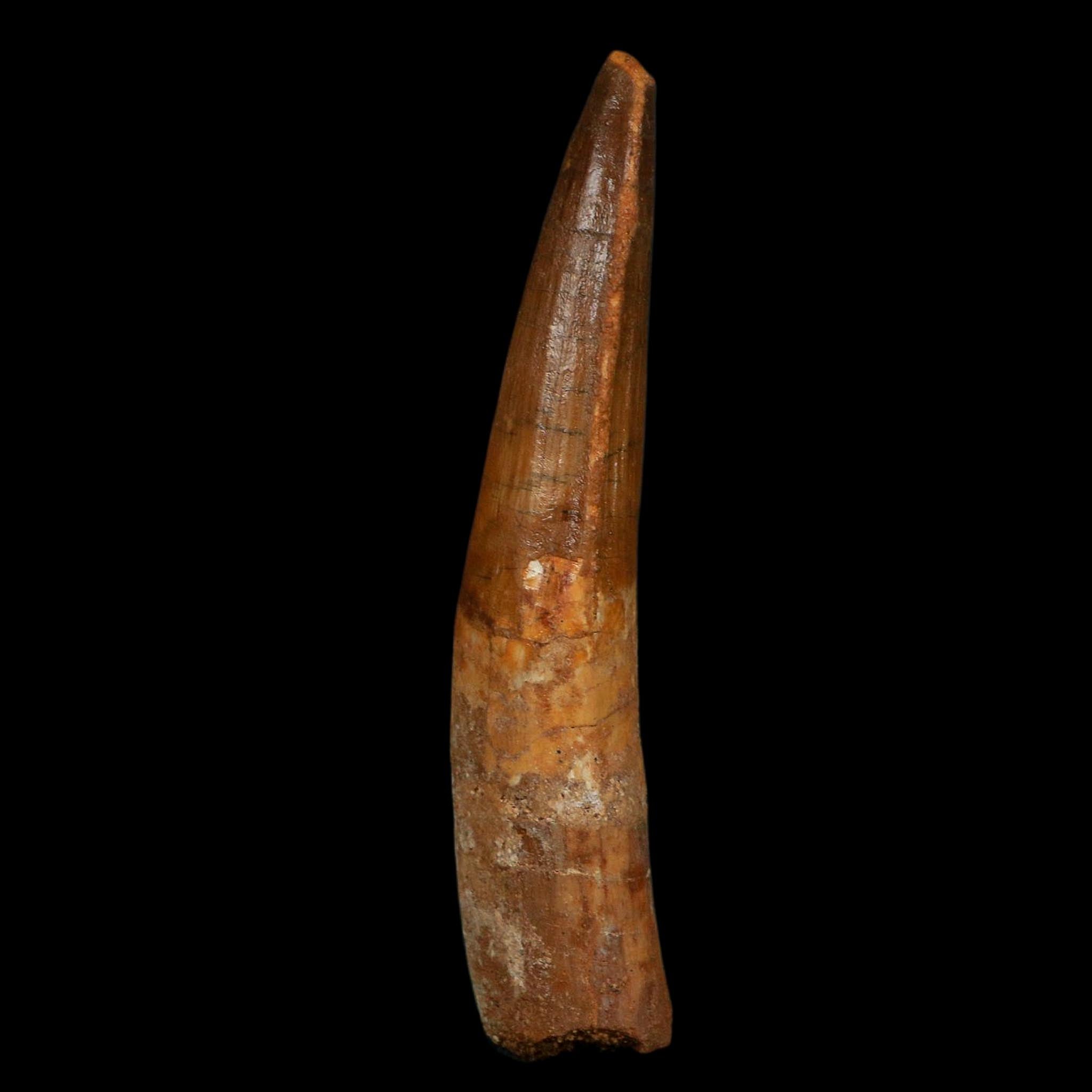 XL 3.8" Spinosaurus Fossil Tooth 100 Million Years Old Cretaceous Dinosaur COA