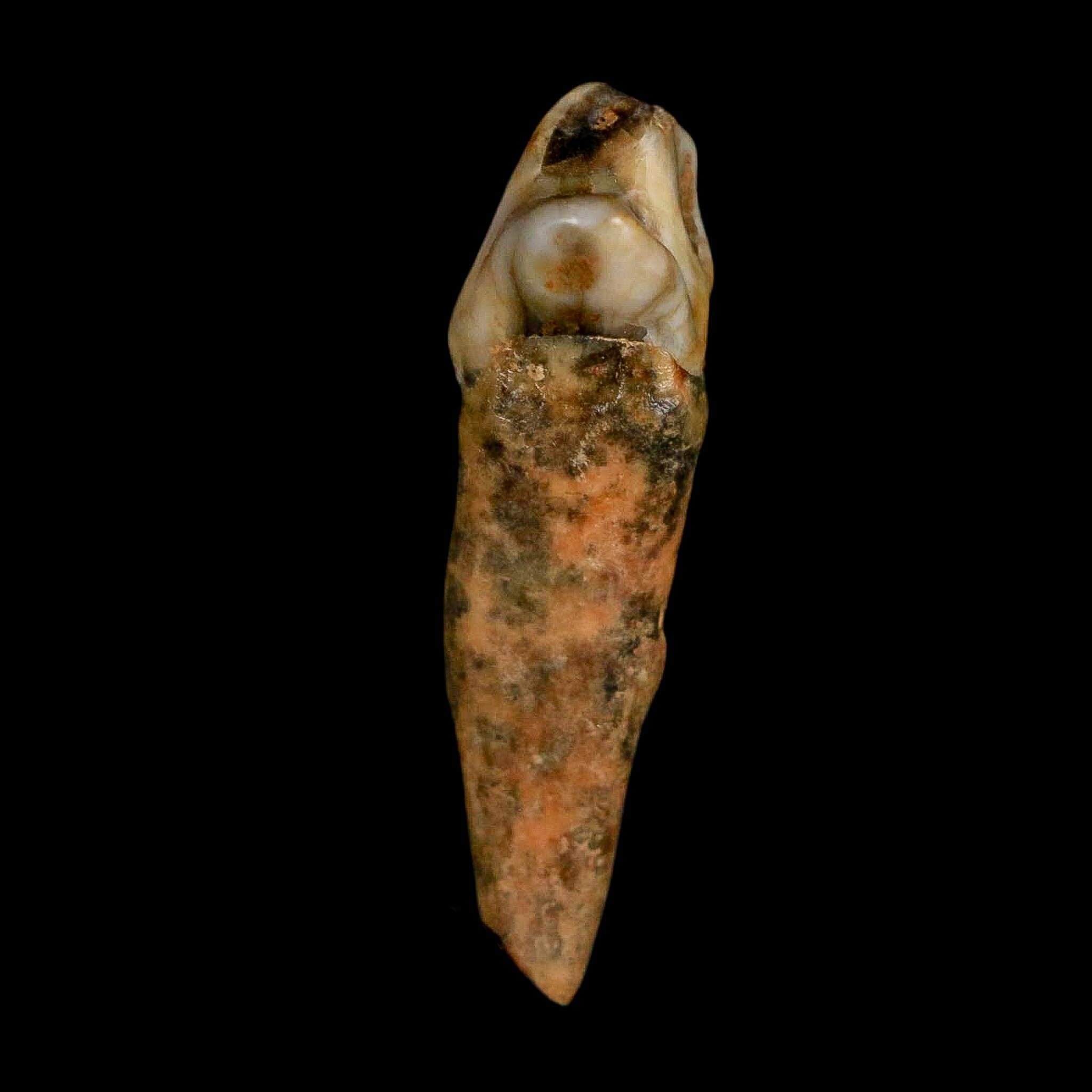 1.6" Extinct Cave Bear Ursus Spelaeus Incisor Tooth Rooted Pleistocene Age COA, Stand - Fossil Age Minerals