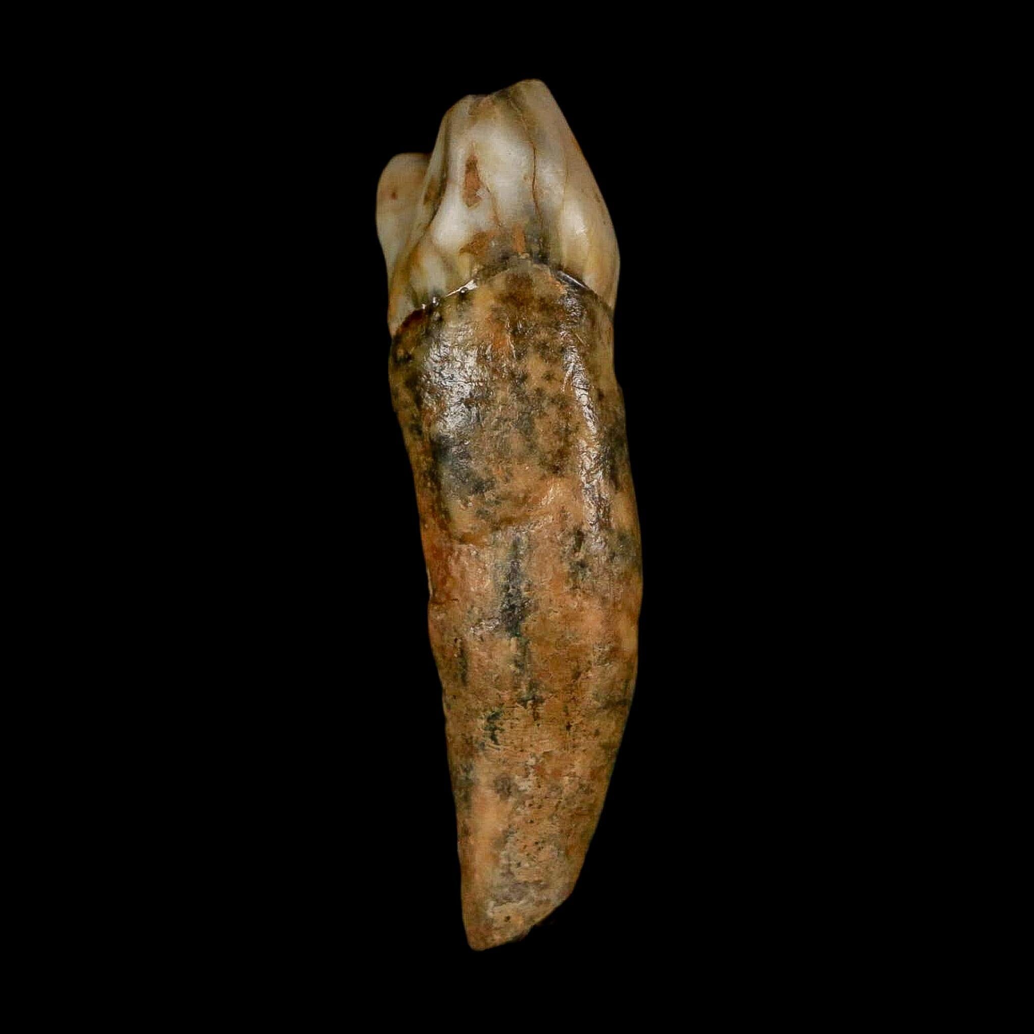 1.6" Extinct Cave Bear Ursus Spelaeus Incisor Tooth Rooted Pleistocene Age COA, Stand - Fossil Age Minerals