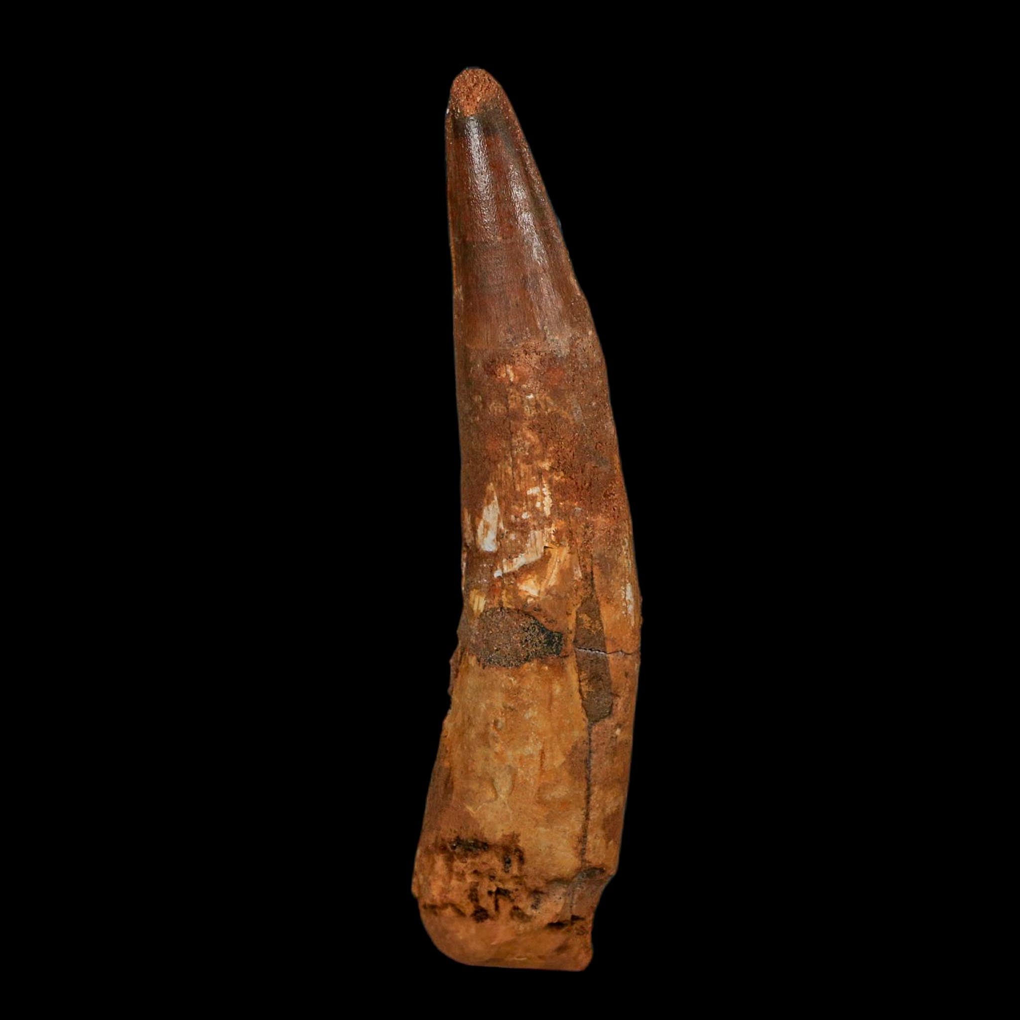 XL 4.2" Spinosaurus Fossil Tooth 100 Million Years Old Cretaceous Dinosaur COA