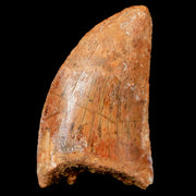 1.7" Carcharodontosaurus Fossil Tooth Cretaceous Dinosaur Morocco COA, Stand