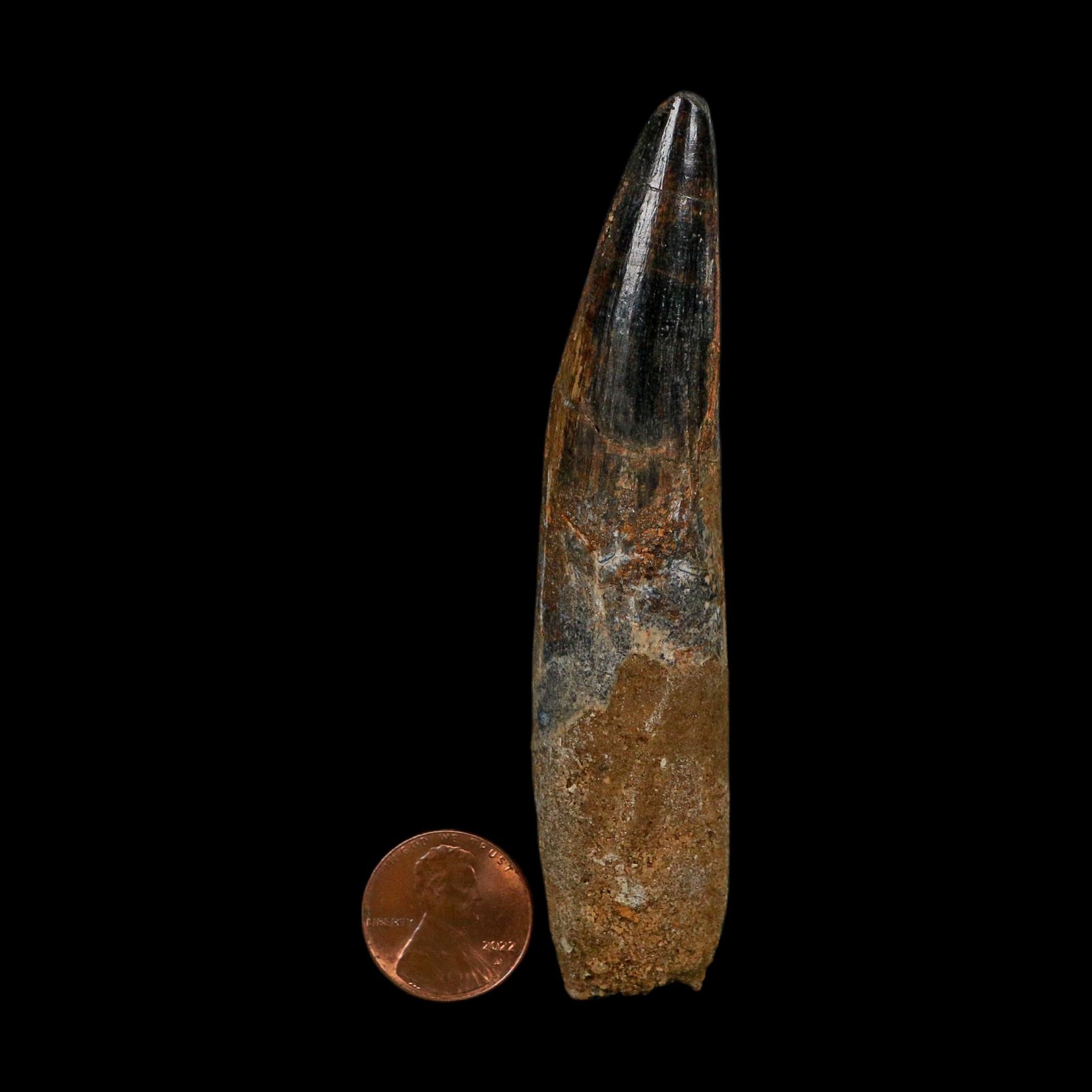 XL 3.9" Spinosaurus Fossil Tooth 100 Million Years Old Cretaceous Dinosaur COA