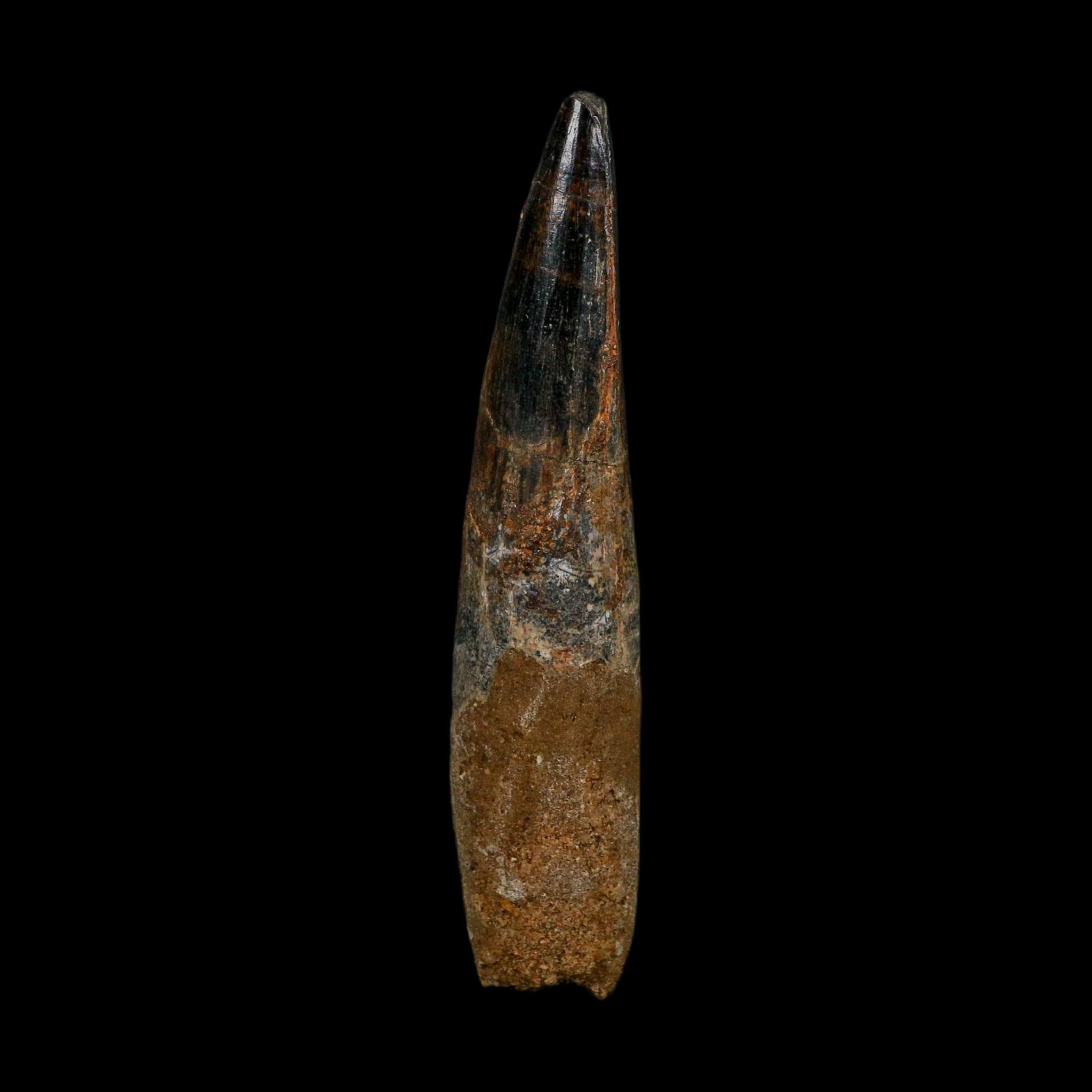 XL 3.9" Spinosaurus Fossil Tooth 100 Million Years Old Cretaceous Dinosaur COA