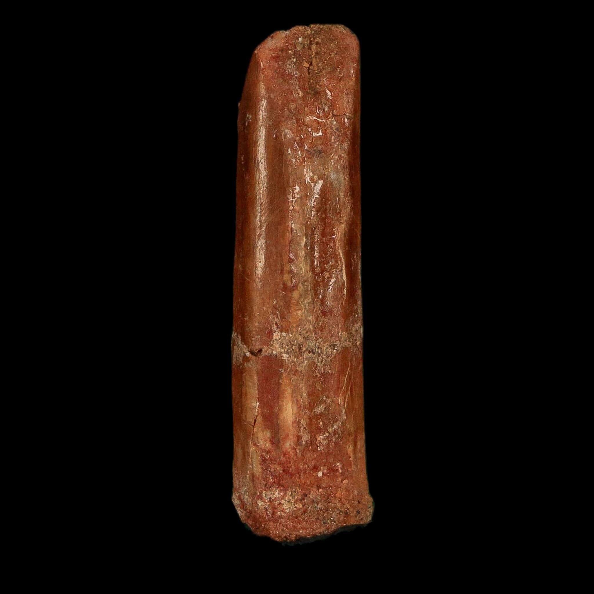 1.2" Rebbachisaurus Sauropod Fossil Tooth Early Cretaceous Dinosaur COA, Display - Fossil Age Minerals